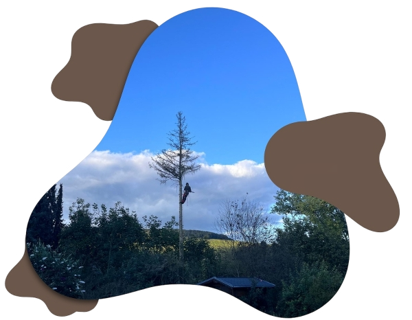Baumfällungen in Hirzenhain